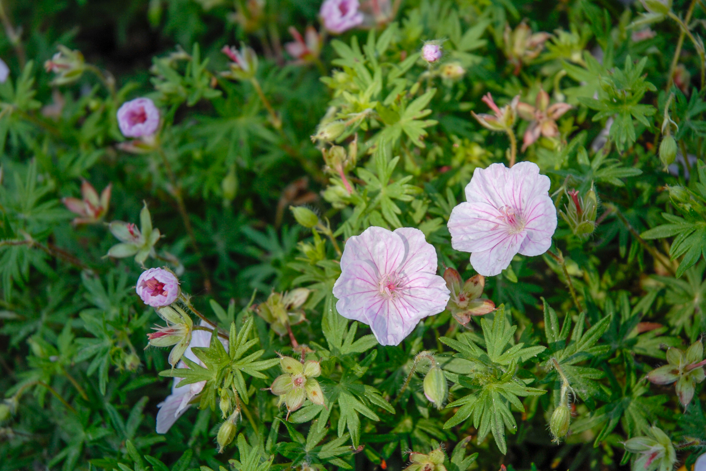White Cranesbill